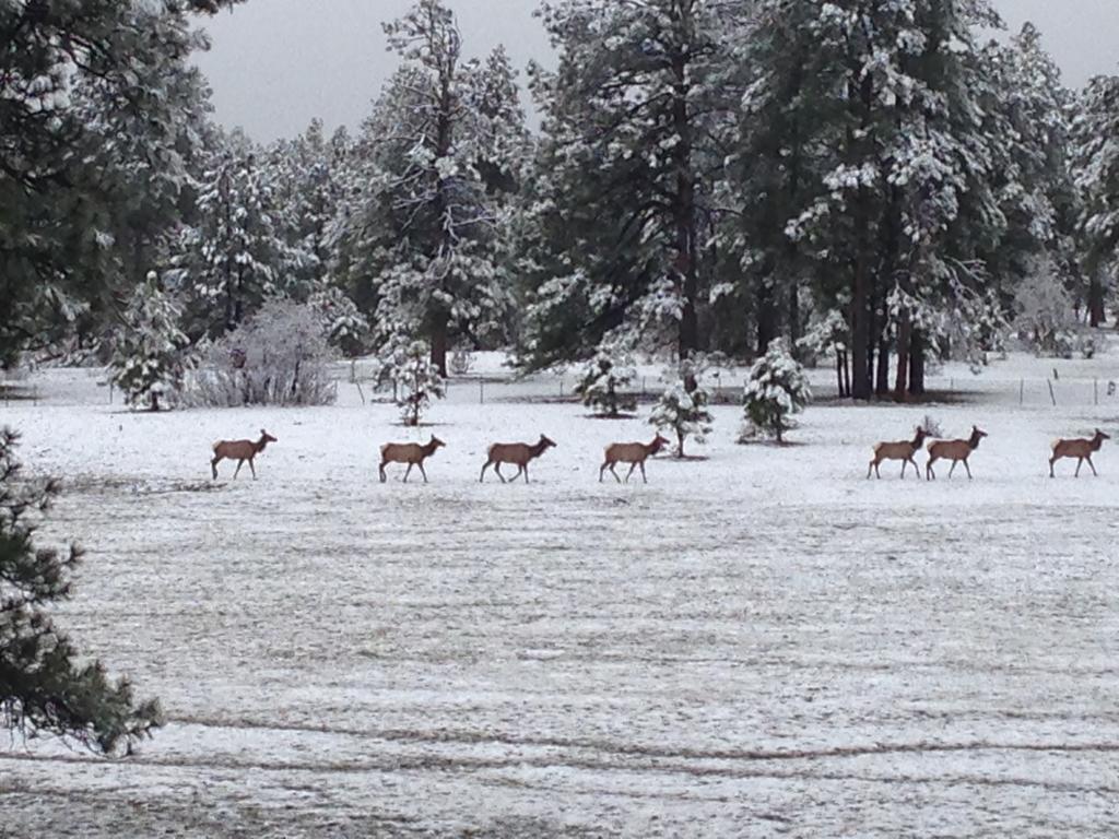 Elktrace Bed & Breakfast Pagosa Springs